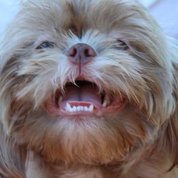 Shih Tzus from Fancy Shih Tzus
