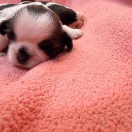Baby boy 2 - Gold and white male Shih Tzu puppy in Monclova, Ohio from Heritage Toy Poodles & Hallmark Jolei Shih Tzus