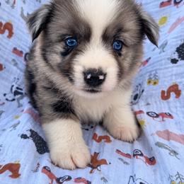 Woody - Blue merle male Miniature Australian Shepherd puppy in Stuart, Iowa from Arbor Hill Aussies