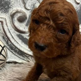 Boy 4 - Poodle puppy in Oxford, Alabama from Posh Poodles Alabama