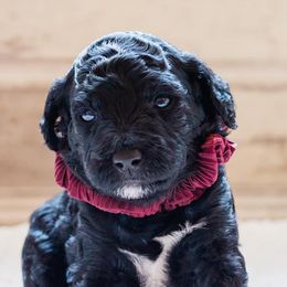 Goldendoodles from Hooptydoodles