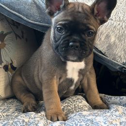 French Bulldog Puppies from Fishie's Frenchies
