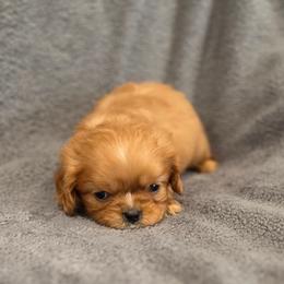 Niko - Ruby male Cavalier King Charles Spaniel puppy in Romeoville, Illinois from KonopkaKennelsLLC