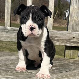 4 - male Alapaha Blue Blood Bulldog puppy in Grafton, Ohio from Eclipse Alapaha Kennels