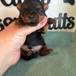 Gizmo - Black and tan male Yorkshire Terrier puppy in Clermont, Florida from Bella's Prissy Butts