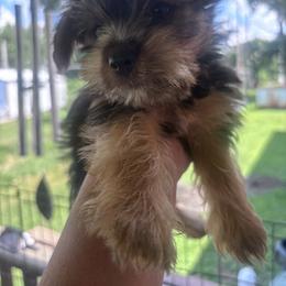 Liam - Black and tan male Yorkshire Terrier puppy in Mendon, Missouri from Tiffany Sharp-Hohn