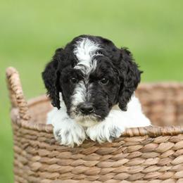 Lavender - Tri-color female Bernedoodle puppy in Delta, Pennsylvania from KEE Bernedoodles