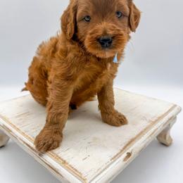 Haribo - Red  male Goldendoodle puppy in Sunman, Indiana from Brunsman Country Doodles LLC