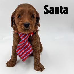 Santa - Red  male Goldendoodle puppy in Eagle Mountian, Utah from The Puppy Family