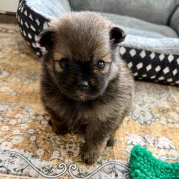 Bourbon - Chocolate sable male Pomeranian puppy in Raymondville, Missouri from Pampered Pomskies