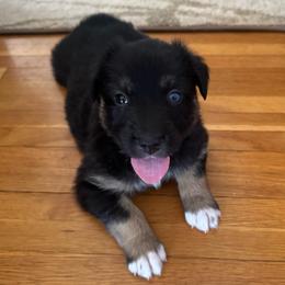 Cocoa - Black tri-color female Australian Shepherd puppy in La Porte City, Iowa from KDL Homestead