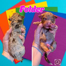 Folder - Chocolate merle female Bernedoodle puppy in Banner Elk, North Carolina from Walnut Tree Bernedoodles