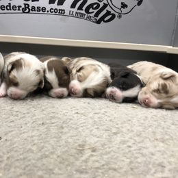 Australian Shepherd Puppies from Cedarville Aussies