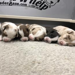 Australian Shepherd Puppies from Cedarville Aussies