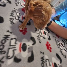 Goldendoodle Puppies from Royale's Goldendoodles