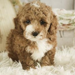 Ellie - Red  female Poodle puppy in Etna Green, Indiana from Perfect Match Poodles