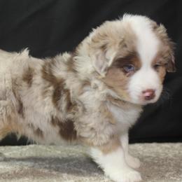 Iggy - Red merle male Miniature American Shepherd puppy in Lewistown, Ohio from Maple Lane Miniature American Shepherd