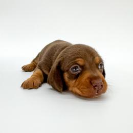Cupid - Chocolate and tan male Dachshund puppy in Waddell, Arizona from Neu Doxies