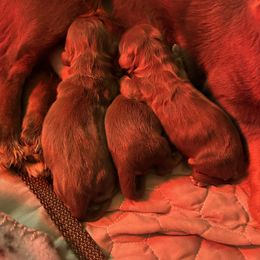 Dachshund puppies from TG Dachshunds