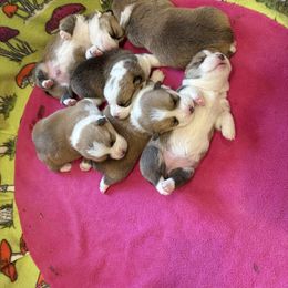Pembroke Welsh Corgi Puppies from S~Way Corgis