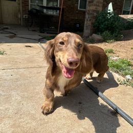 Dusty - Dachshund