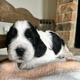 Boston - Black and white male English Springer Spaniel puppy in Wilmer, Alabama from South Delta Springers