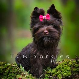 Riley - Yorkshire Terrier