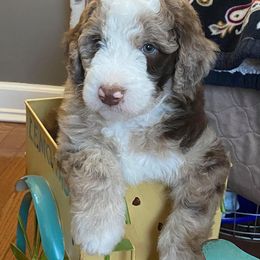 Aussiedoodle, Australian Shepherd, Miniature American Shepherd, and Poodle Puppies from Mammydoodles282
