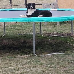 Zena - Australian Shepherd