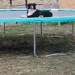 Zena - Australian Shepherd