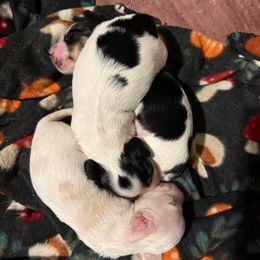 Girl - Piebald female Dachshund puppy in Spotsylvania Courthouse, Virginia from Doma Za Dachshunds
