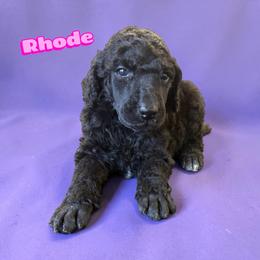 Those - Black female Poodle puppy in Port Orange, Florida from Daytona’s Standard Poodles