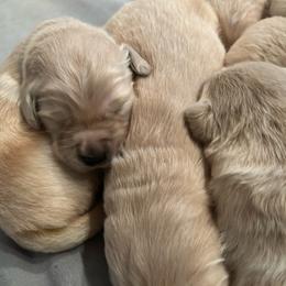 Male 4 - Light golden male Golden Retriever puppy in Rainier, Washington from Hanson’s NW Goldens & Doodles