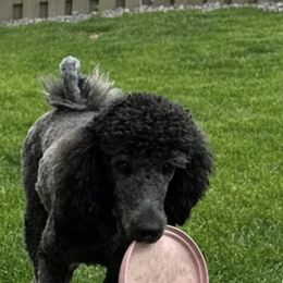 Poodles from Cox's Poodle Pups