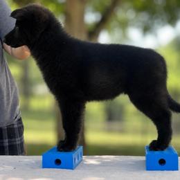 Kelp (Green) - Black male Belgian Sheepdog puppy in Franklin, West Virginia from Wildmour K9