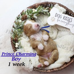 Prince Charming - Apricot male Goldendoodle puppy in Corona, California from Fluffy Puppy Mini Doodles LLC
