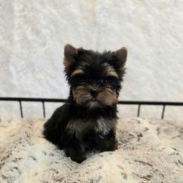 Baby boy - Black and gold male Yorkshire Terrier puppy in Luray, Tennessee from Little Angel Yorkies