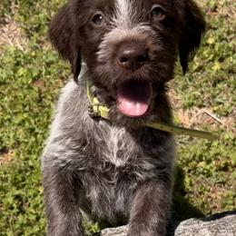 Chartruese Boy - Brown and gray male Wirehaired Pointing Griffon puppy in Fairmount, Georgia from Idleista Grand Chasseur