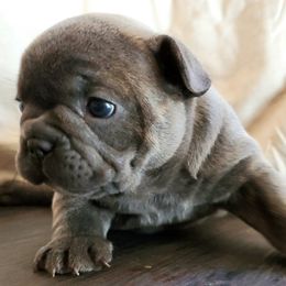 French Bulldogs from Blue Mountain French Bulldogs