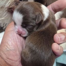 Boy 1 - Liver and white male Shih Tzu puppy in Kernersville, North Carolina from SweetTee's Shih Tzus LLC