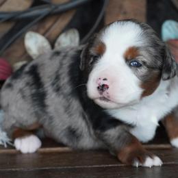 Blue Merle 1 - Blue merle female Miniature Australian Shepherd puppy in Lawton, Oklahoma from Lindsey’s Aussies