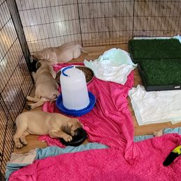 Bullmastiff Puppies from Sunny Beach Bullmastiffs