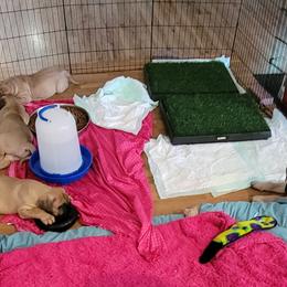 Bullmastiff Puppies from Sunny Beach Bullmastiffs