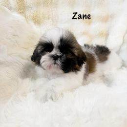 AKC Zane - Red and white female Shih Tzu puppy in Greenville, South Carolina from Babyface Shih Tzu