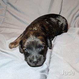 Jade - Brown and tan female Cockapoo puppy in Sunset, Louisiana from Cano Cockapoos