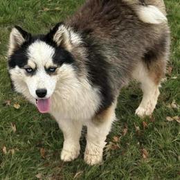 Bear - Black and white male Pomsky puppy in Bucyrus, Missouri from Hill Top Pomskies
