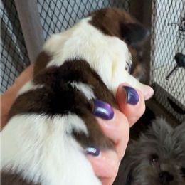 Girl 1 - Tricolor female Shih Tzu puppy in Clovis, California from California Dreamin’ Shih Tzus