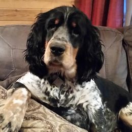 Companion Crosses from Signature Spaniels