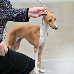 Italian Greyhound Puppies from Ruscelli Italian Greyhounds