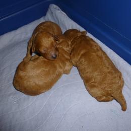 Poodle Puppies from Shiann Poodles